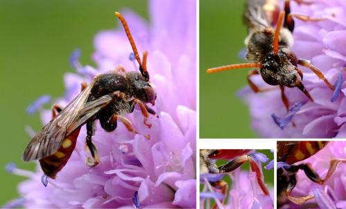 Réf. 231 754 : Nomada armata
